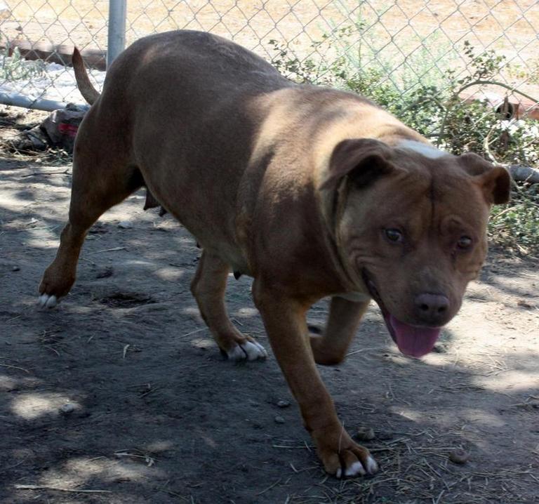 Other Photos of thie Dog