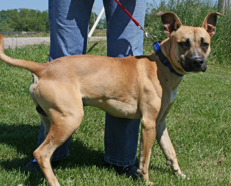Other Photos of thie Dog