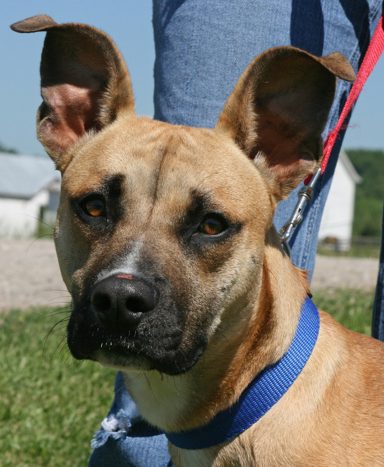 Other Photos of thie Dog