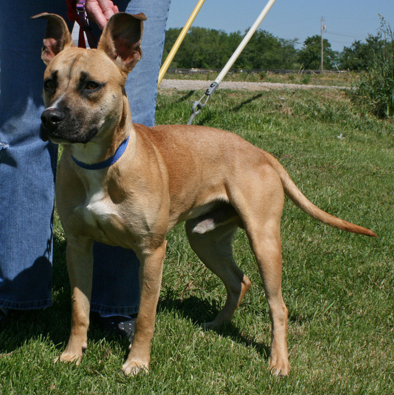 Other Photos of thie Dog
