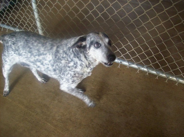 Other Photos of thie Dog