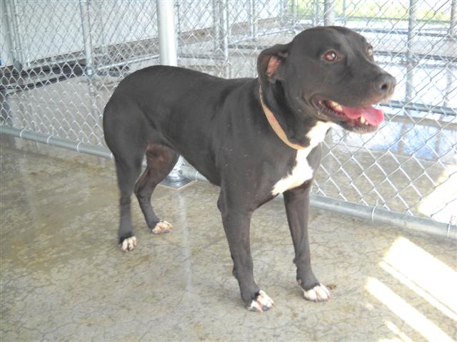 Other Photos of thie Dog