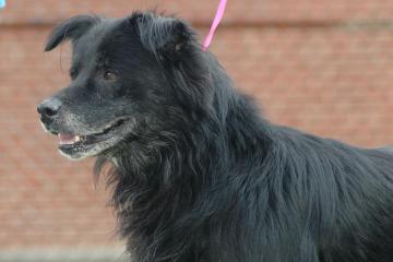 Other Photos of thie Dog