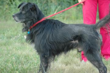 Other Photos of thie Dog