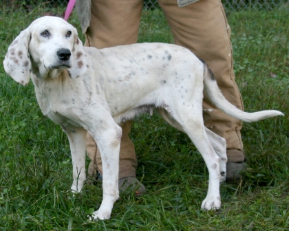 Other Photos of thie Dog