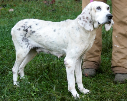 Other Photos of thie Dog