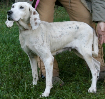Other Photos of thie Dog
