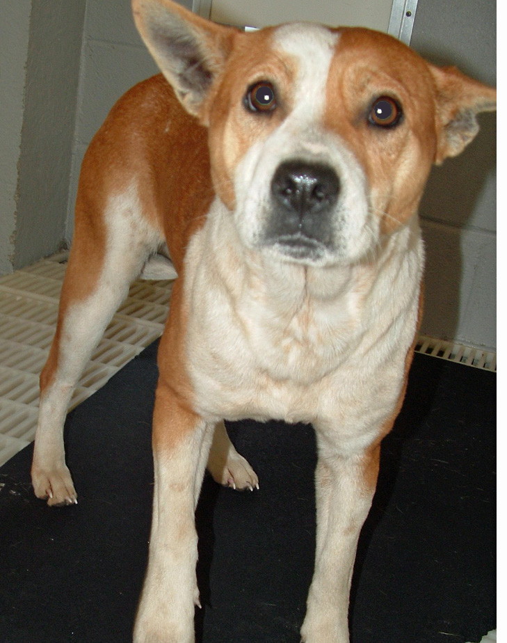Other Photos of thie Dog