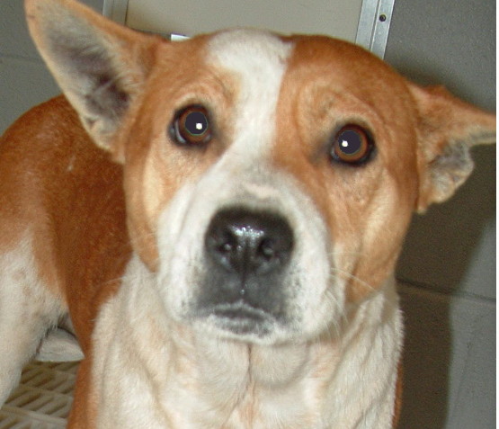 Other Photos of thie Dog