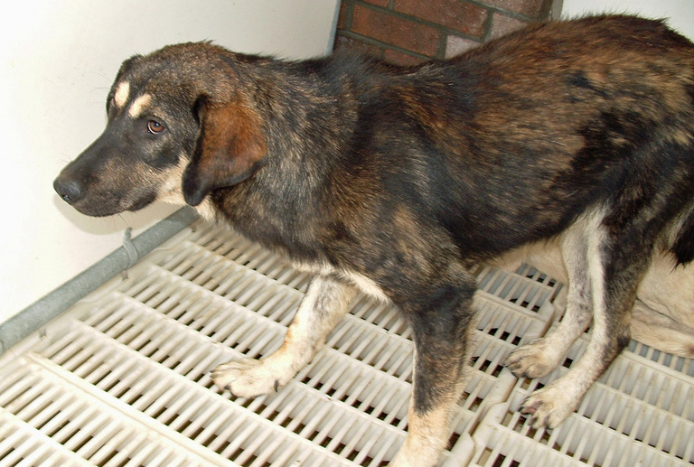 Other Photos of thie Dog
