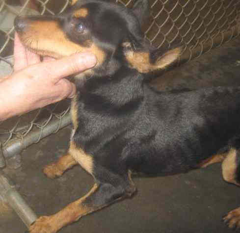 Other Photos of thie Dog
