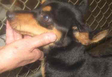 Other Photos of thie Dog
