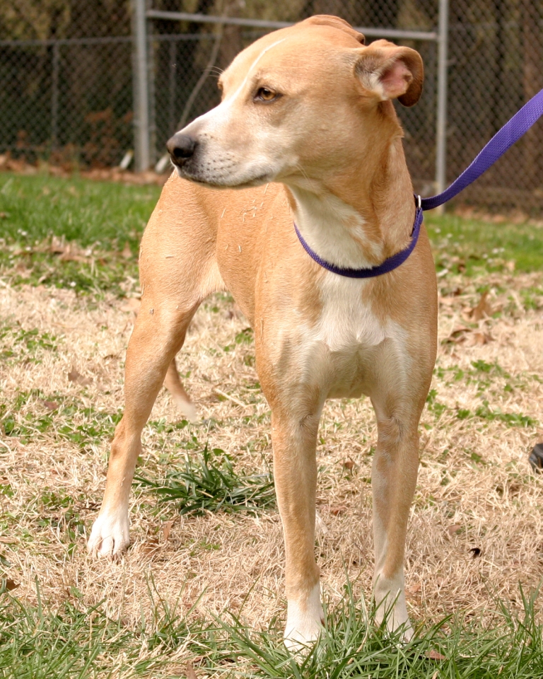 Other Photos of thie Dog