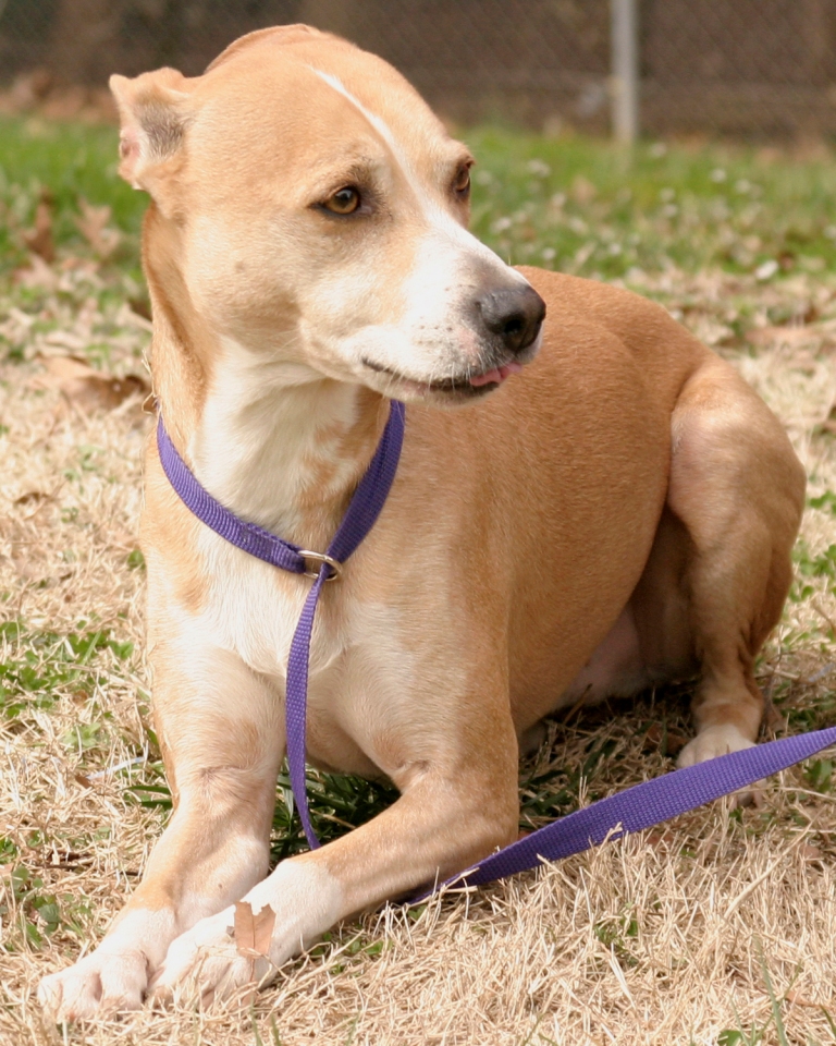 Other Photos of thie Dog