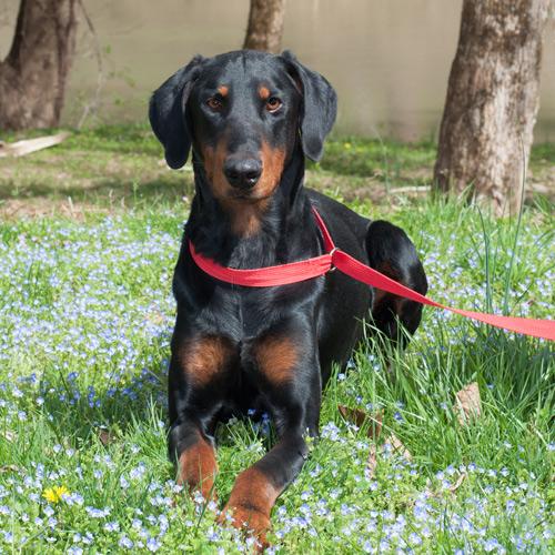Main Photo of this Dog