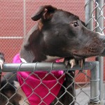 Other Photos of thie Dog