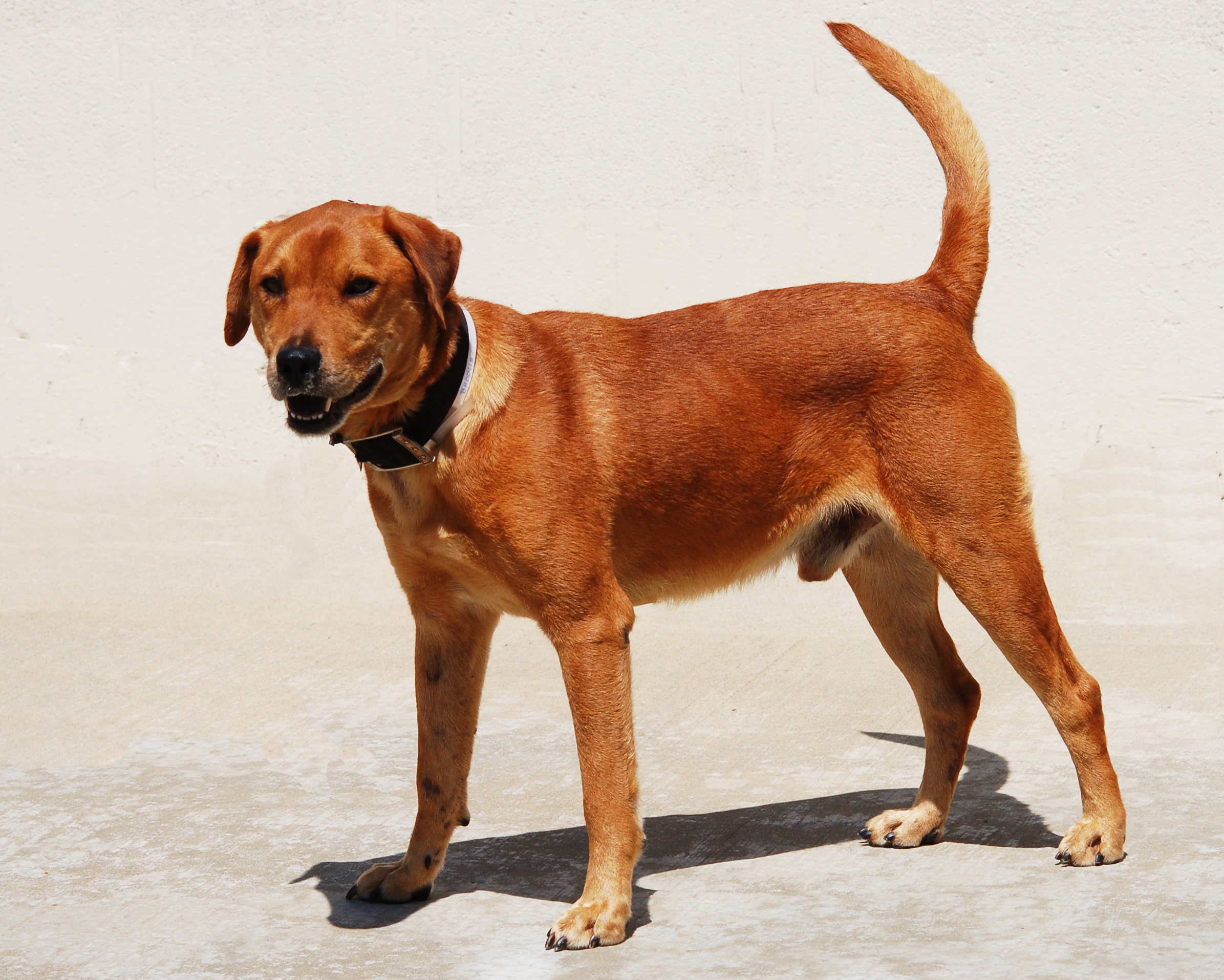 Other Photos of thie Dog