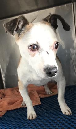 Main Photo of this Dog