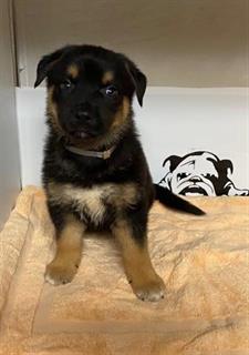 DogInDanger of Being Killed
