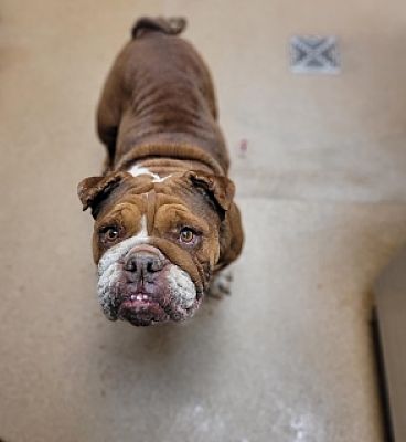 DogInDanger of Being Killed