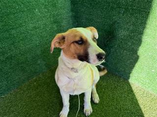 Main Photo of this Dog