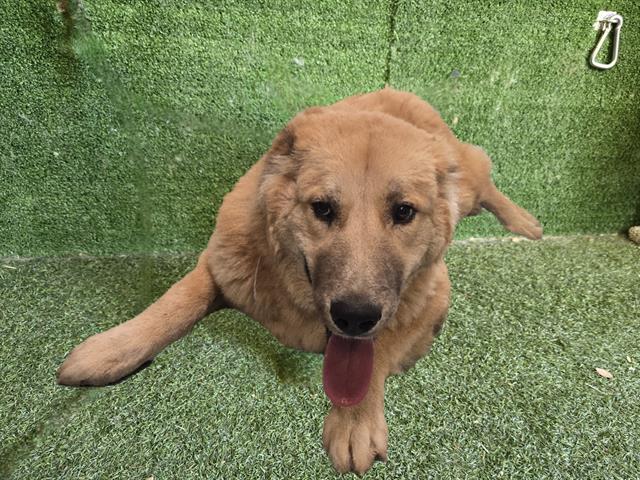 Main Photo of this Dog