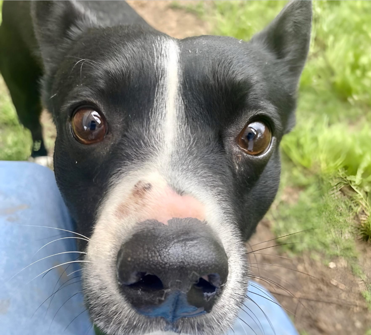 Main Photo of this Dog