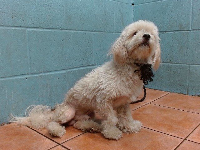 Main Photo of this Dog