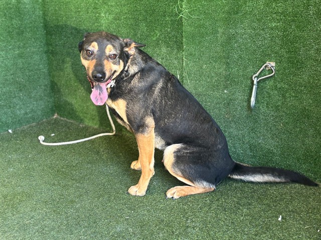 Main Photo of this Dog