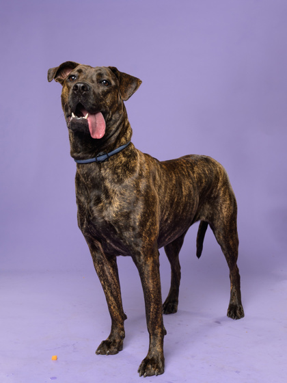 Tammy4, a German Shepherd, available for adoption