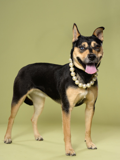 Ardena5, a Terrier, available for adoption