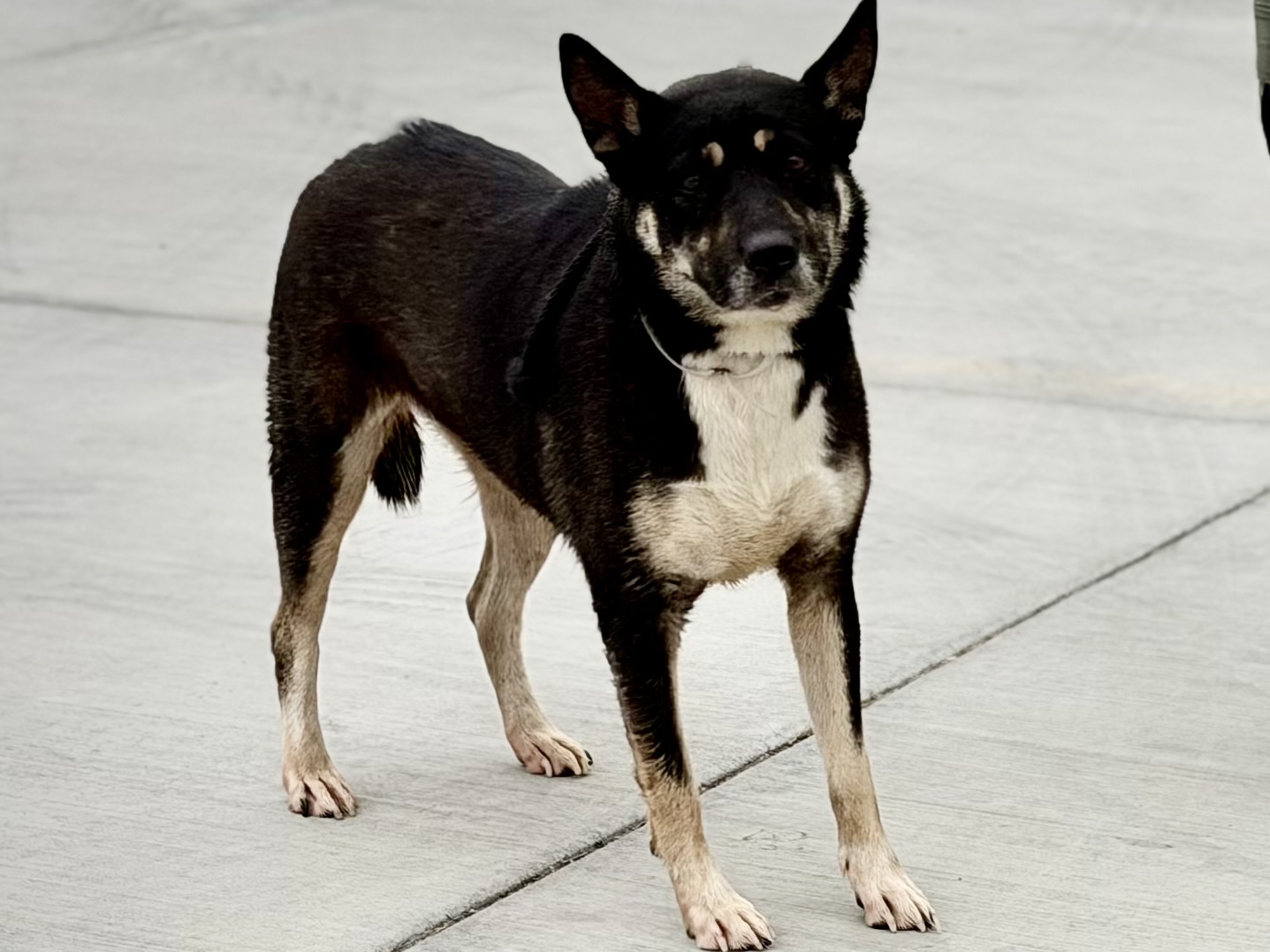 Priscilla, a Husky, available for adoption