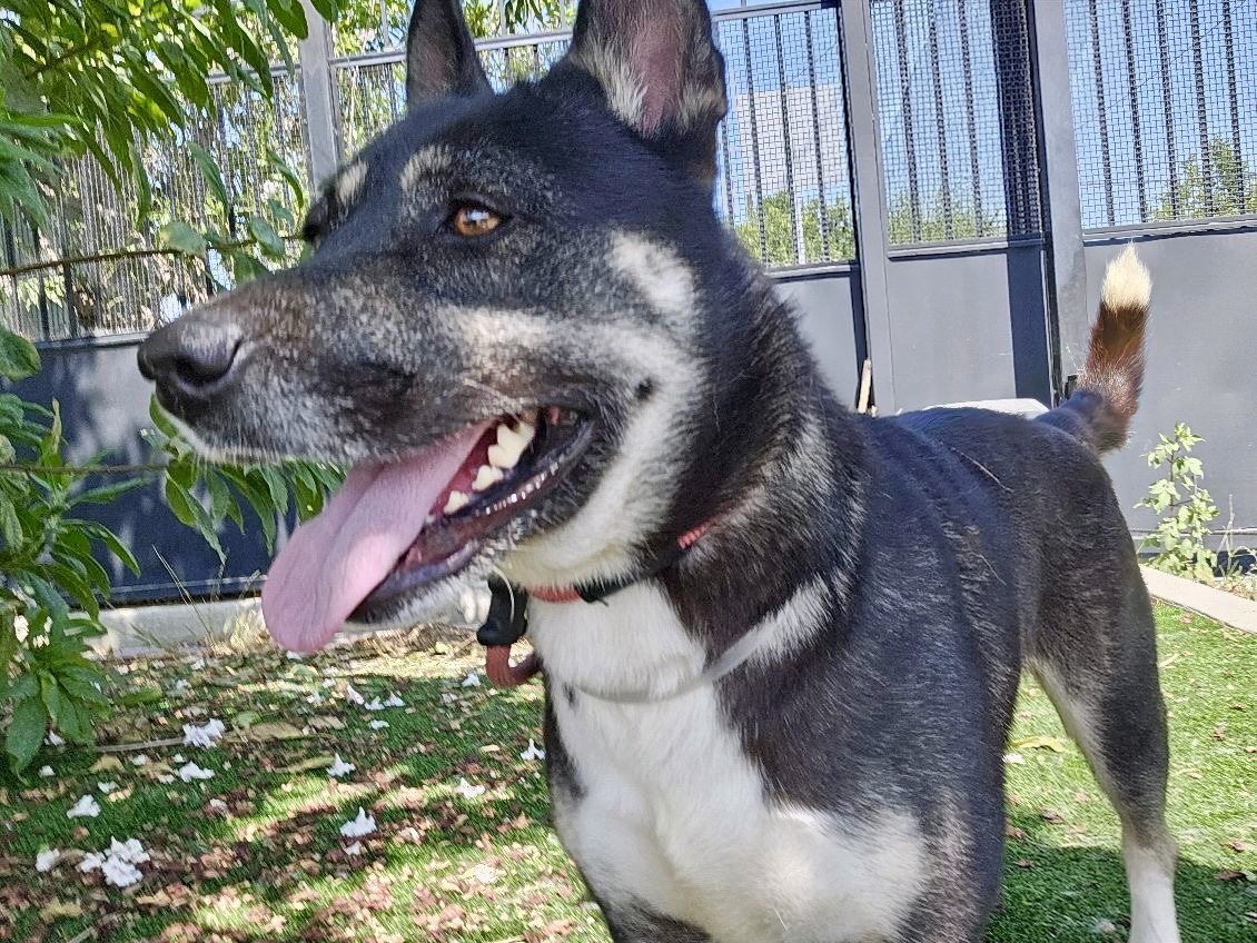 Priscilla, a Husky, available for adoption