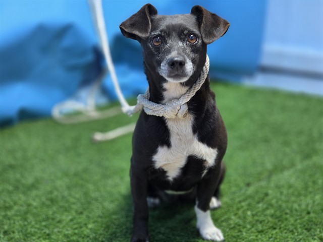 Pepper, a Chihuahua, available for adoption