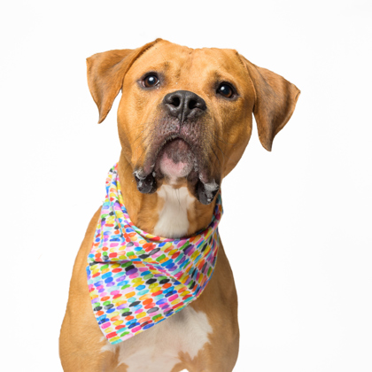 Deebo, a Terrier, available for adoption