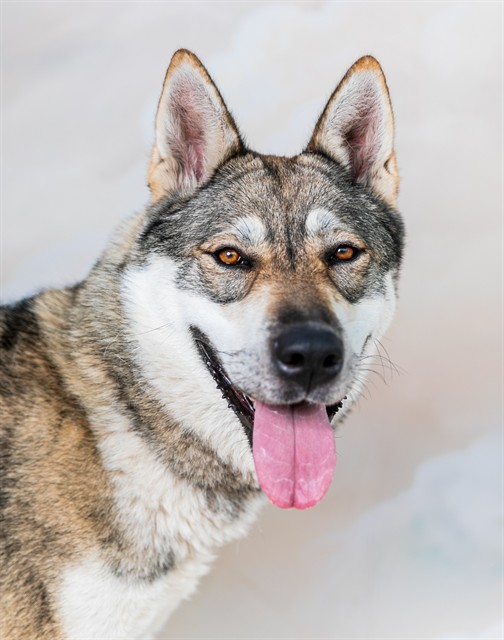 Willa, a Siberian Husky, available for adoption