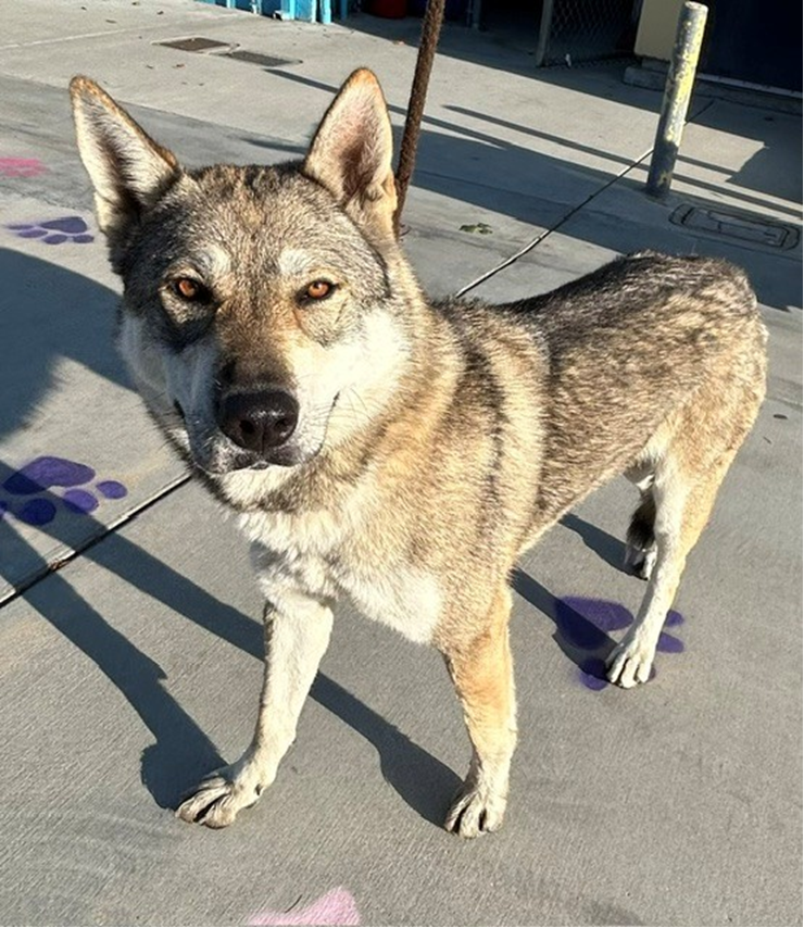 Willa, a Siberian Husky, available for adoption
