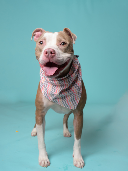 Madison, a Pit Bull Terrier, available for adoption