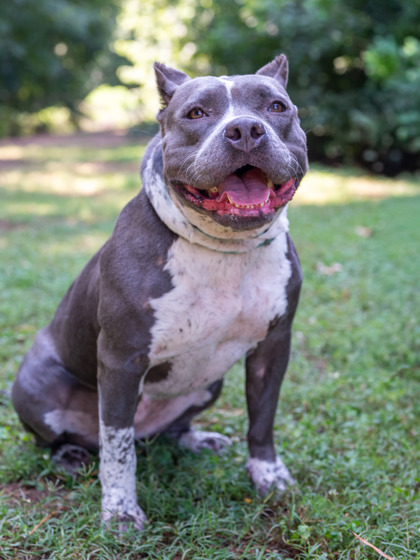 Aaliyah, a American Staffordshire Terrier (mix breed), available for adoption