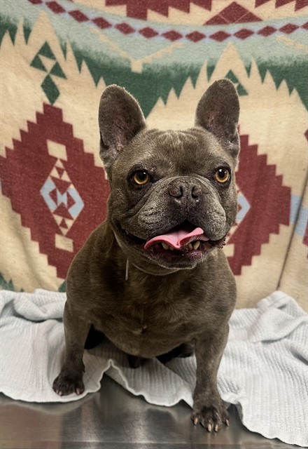 Buka, a French Bulldog, available for adoption