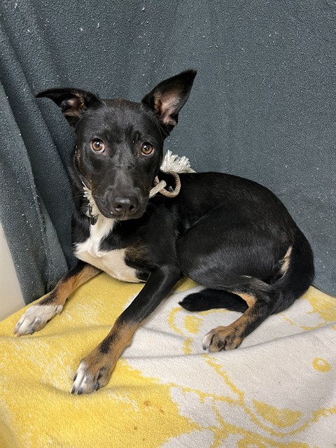 Grumpy, a Border Collie, available for adoption