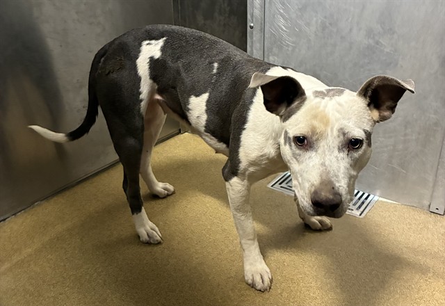 Yessica, a Pit Bull Terrier, available for adoption
