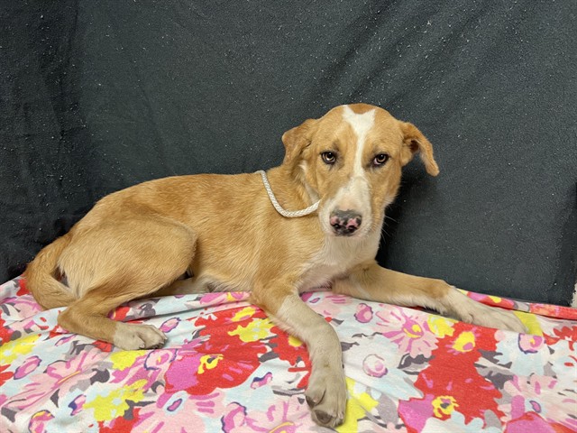 General, a German Shepherd, available for adoption