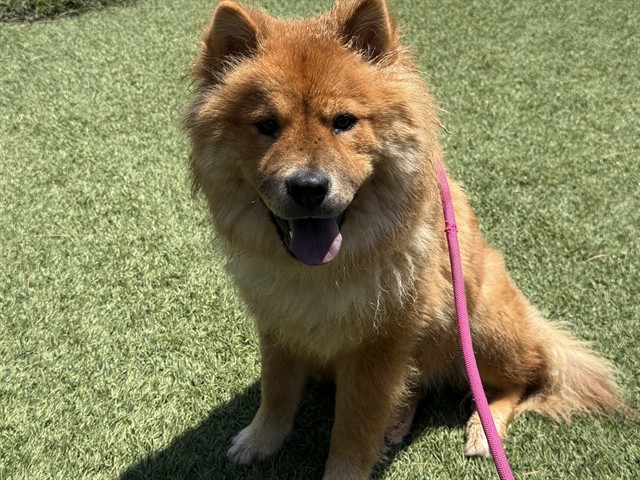 Adoptable pet photo