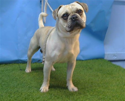 Manchas, a French Bulldog, available for adoption