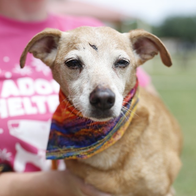 Toby, a Chihuahua (mix breed), available for adoption