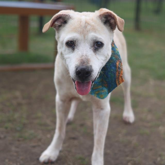 Daisy, a Labrador Retriever (mix breed), available for adoption
