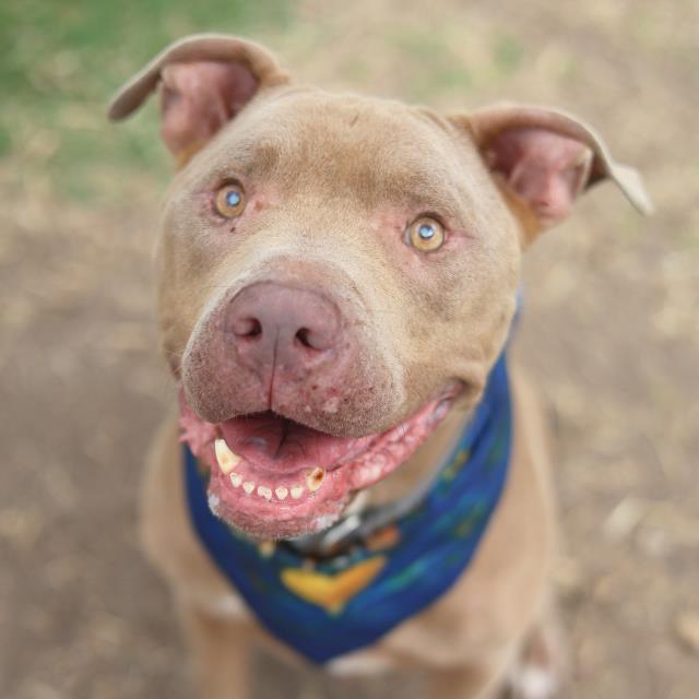 Zeke, a American Staffordshire Terrier (mix breed), available for adoption