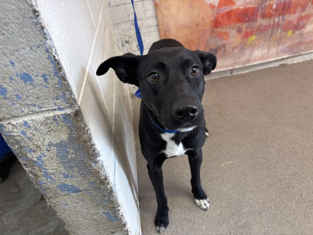 Jade, a Labrador Retriever (mix breed), available for adoption