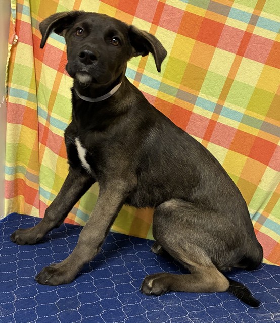 A5793852, a Belgian Shepherd Malinois, available for adoption